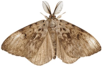 espantar mariposa