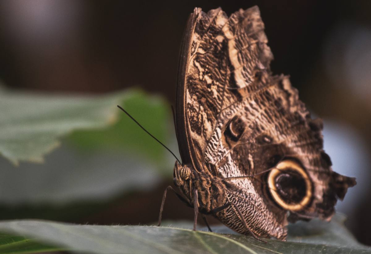 mariposa bruxa